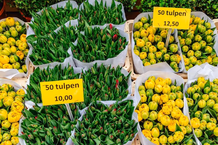 Bundles of yellow tulips for sale at Amsterdam Flower Market, priced at 10 and 12.50 euros for 50 tulips.