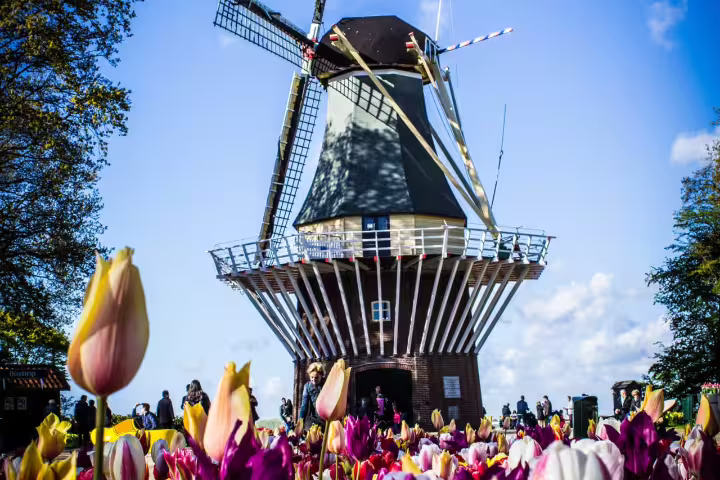 Vibrant tulip field with traditional windmill under clear blue sky, perfect for a scenic countryside private bike tour.