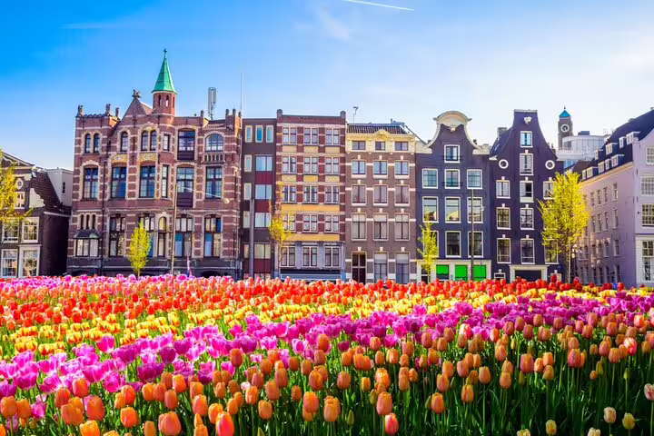 Colorful tulip fields in front of historic Amsterdam canal houses on a sunny day