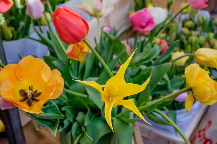 Colorful tulips at Amsterdam flower market stop on hidden gems sightseeing tour with tastings and PDF guide