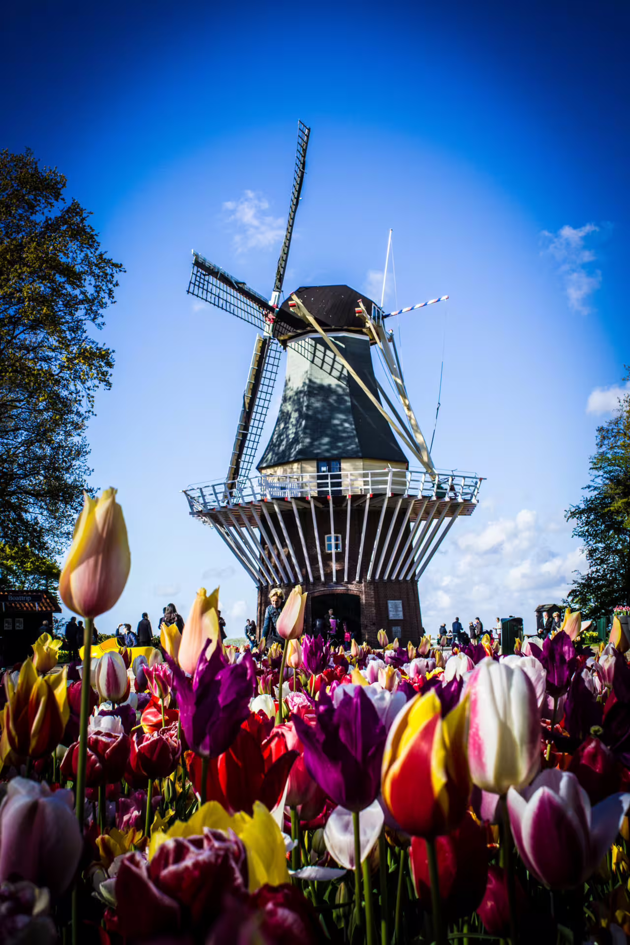 Windmill surrounded by vibrant tulip fields under a clear blue sky, ideal for a scenic countryside bike tour experience.