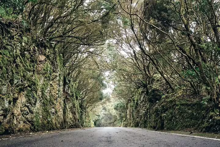 Explore the lush greenery of Anaga's mystical forest roads on a half-day tour in Tenerife.