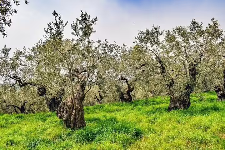 Ancient olive grove in Apokoronas, Crete, visited on the Chania 7 villages tour with olive oil tasting