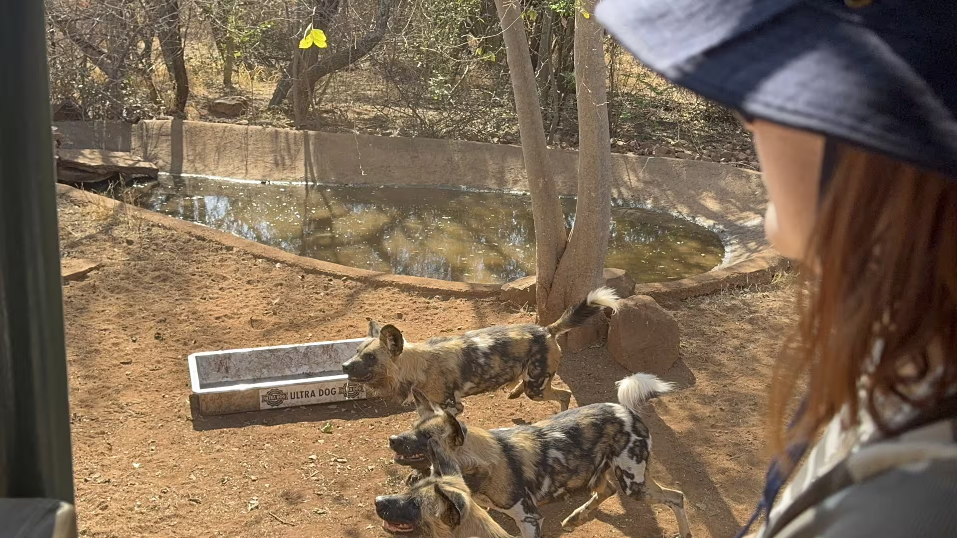 Wild dog feeding