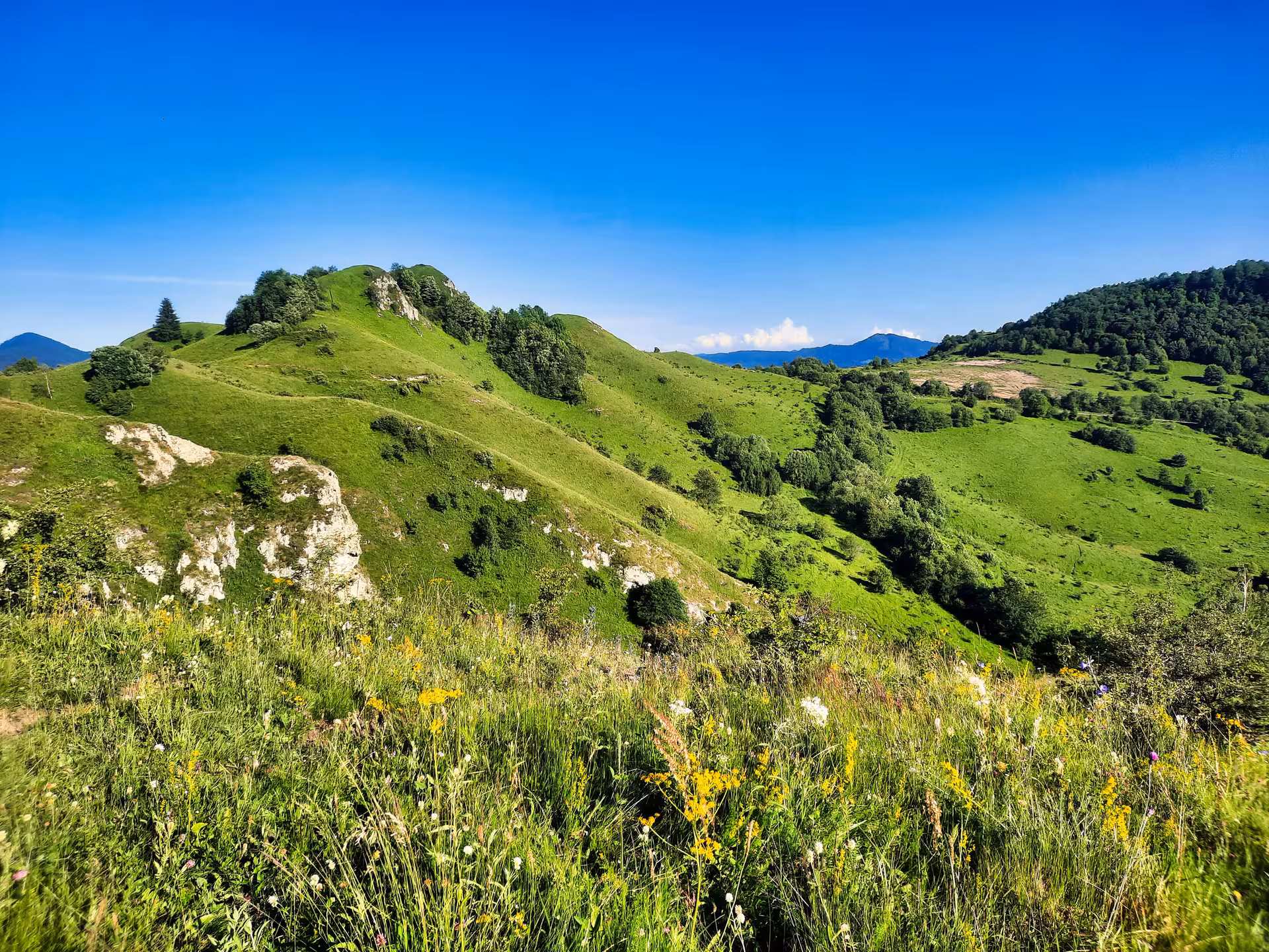 Lush green hills with wildflowers and limestone rocks in the Apuseni Mountains on a sunny day