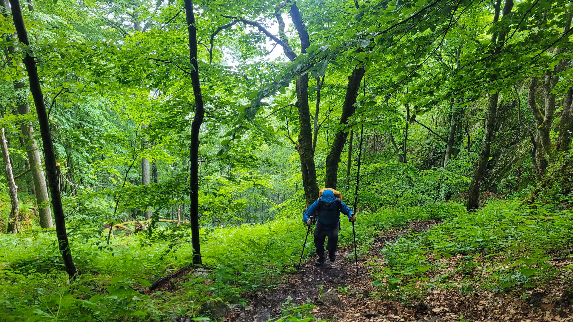 Hiker with trekking poles and backpack walking through lush green forest trail in Apuseni Mountains