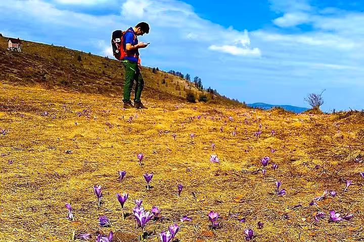 Hiker with backpack checking phone on crocus-covered hillside in Apuseni Mountains, Romania