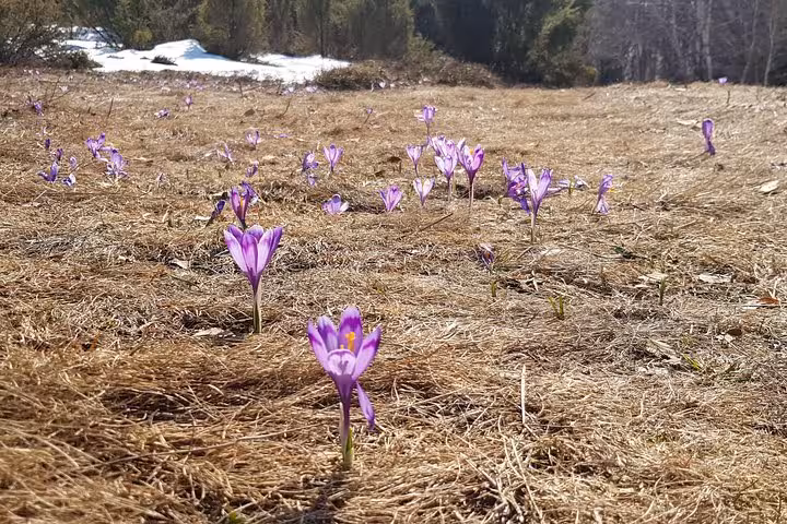 Purple crocuses blooming through dry grass in Apuseni Mountains meadow with snow patches in background