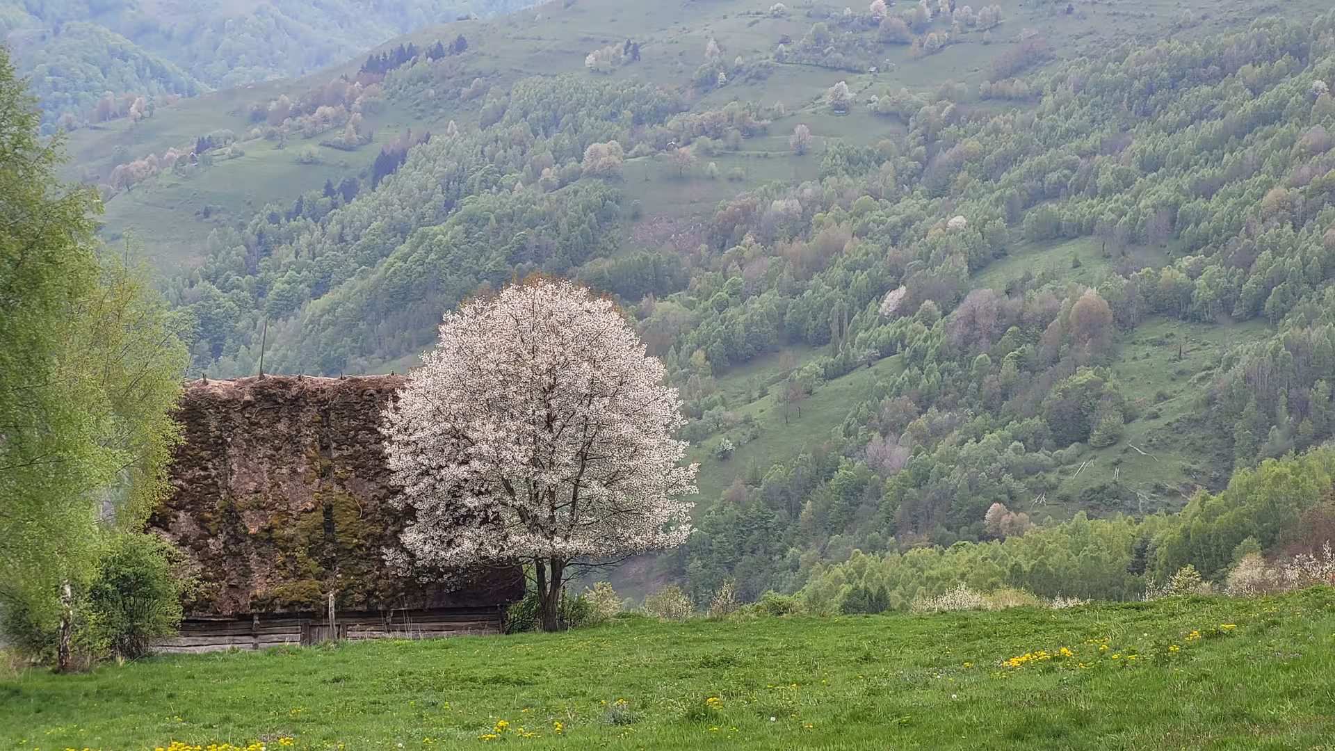 Blooming cherry tree beside a rustic stone barn on a green hillside in Apuseni Mountains, Romania
