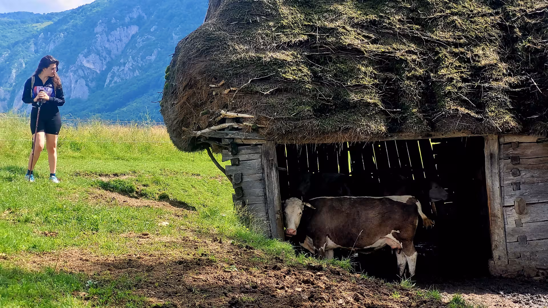 Woman with hiking pole observing a cow in a traditional thatched barn shelter in Apuseni Mountains village