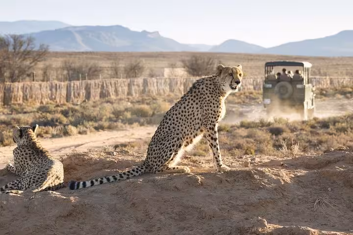 Cheetahs resting on a mound with a safari vehicle approaching in the Aquila Game Reserve.
