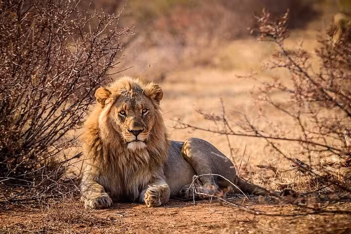 Majestic lion resting amidst the wild terrain of Aquila Game Reserve on a thrilling safari tour with wine tasting.