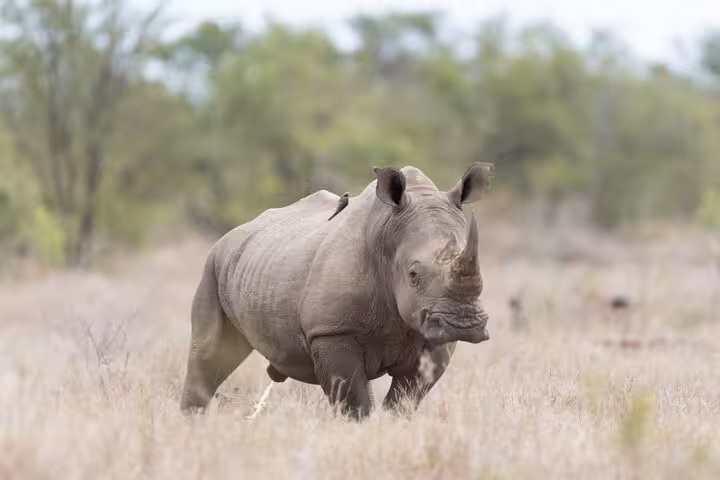 A rhino grazes in the open plains of Aquila Game Reserve, a highlight for wildlife enthusiasts.