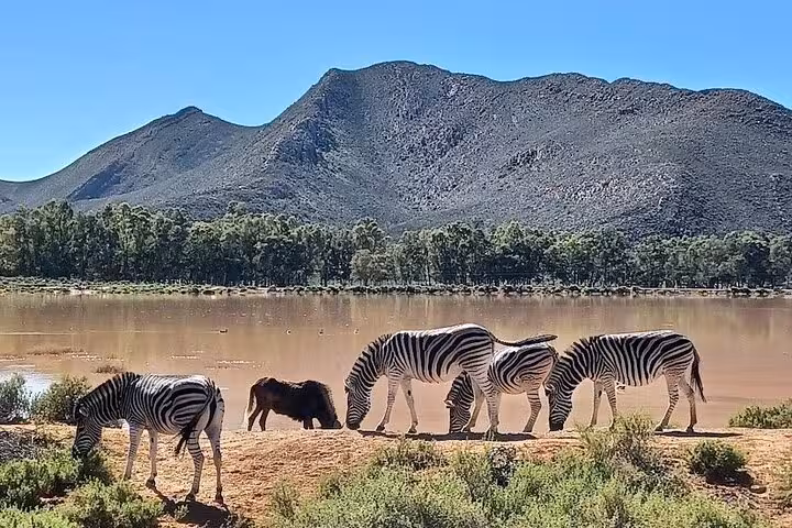 Zebras and a wildebeest grazing near a tranquil waterhole with mountain views in Aquila Game Reserve.