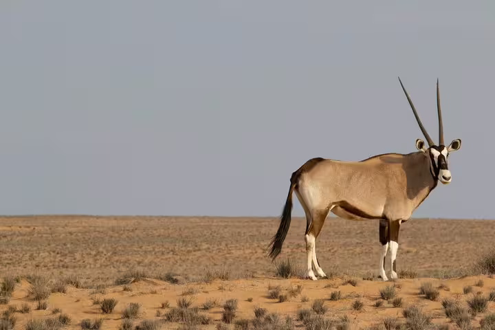 Discover the majestic Arabian oryx in its natural habitat during the West Coast tour in Zekreet, Qatar.