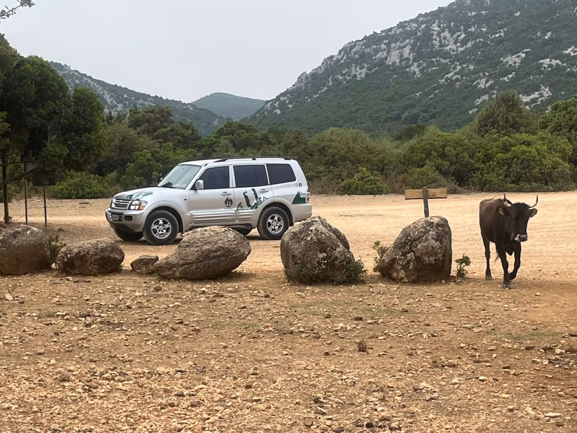 Jeep on the Golgo Plateau in Baunei with a cow nearby, perfect for the Arbatax 4-hour jeep adventure.