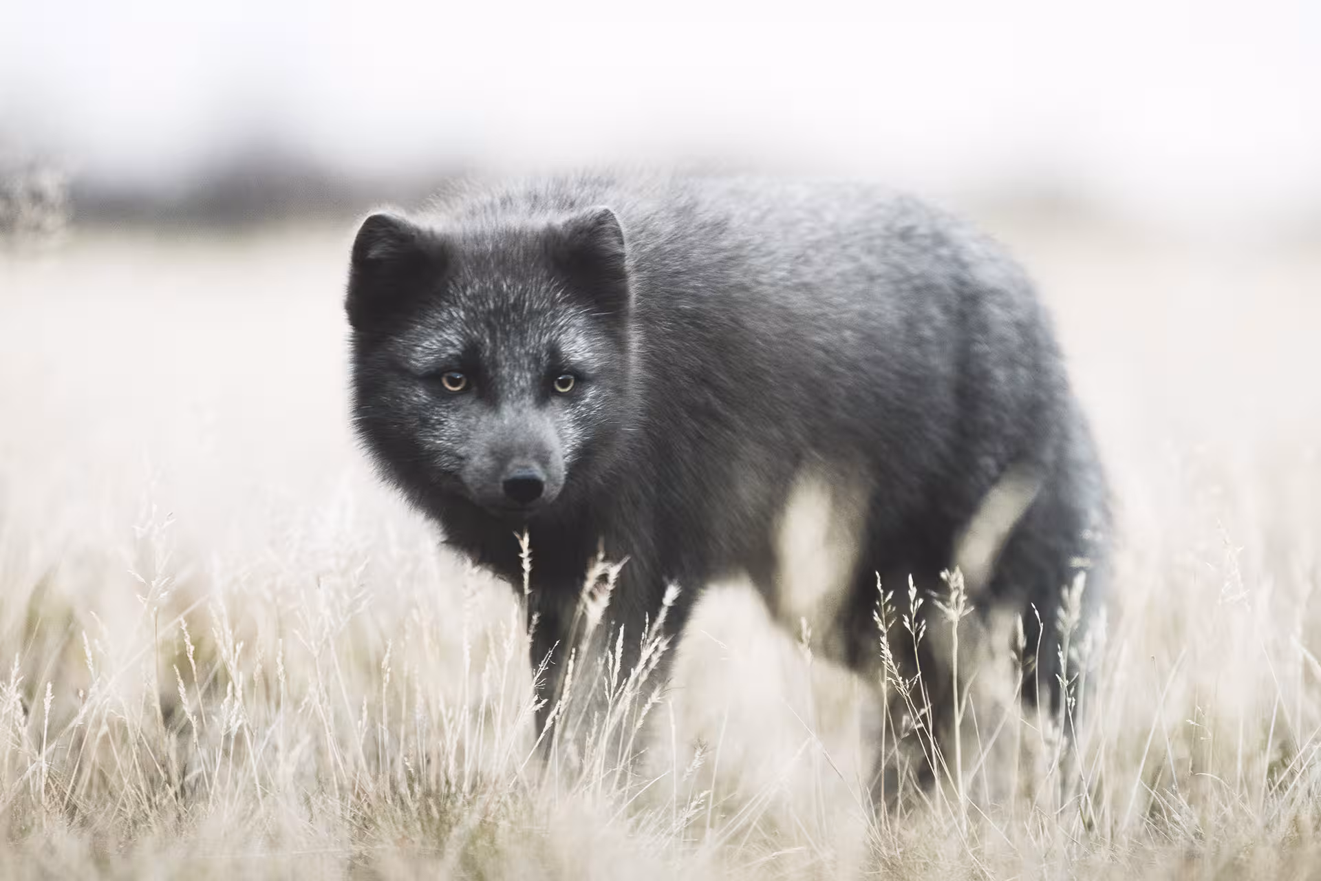 Dark-furred Arctic fox standing in dry grass fields of Iceland
