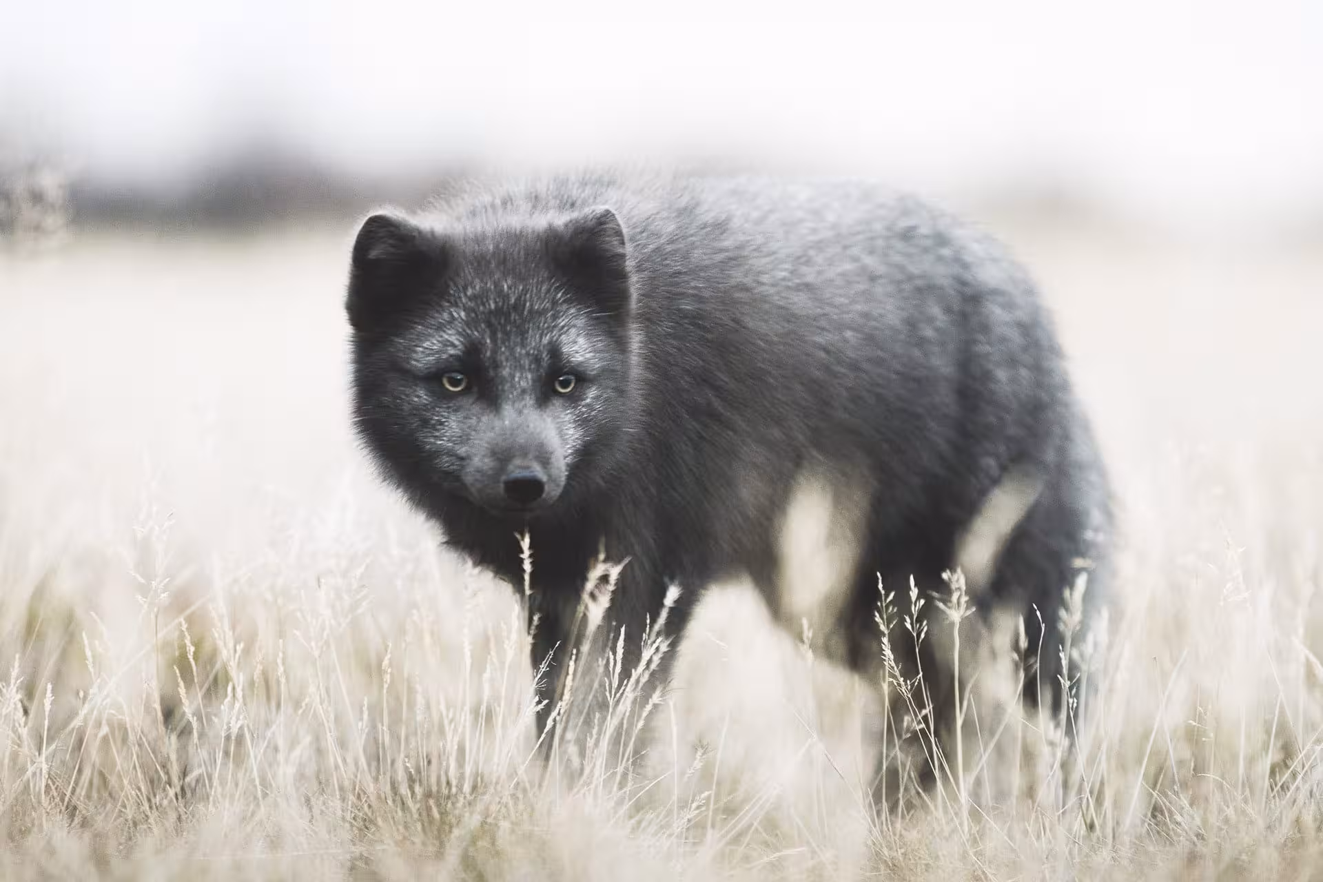 Dark-furred Arctic fox standing in dry golden grass fields of Iceland