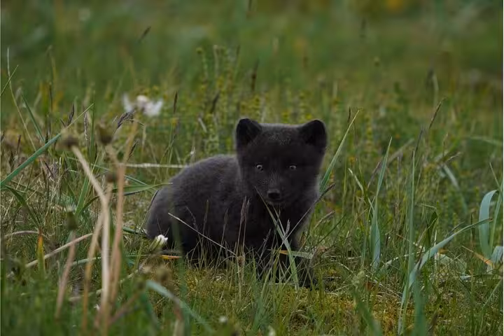 Dark gray arctic fox kit sitting in green grass in the Westfjords of Iceland