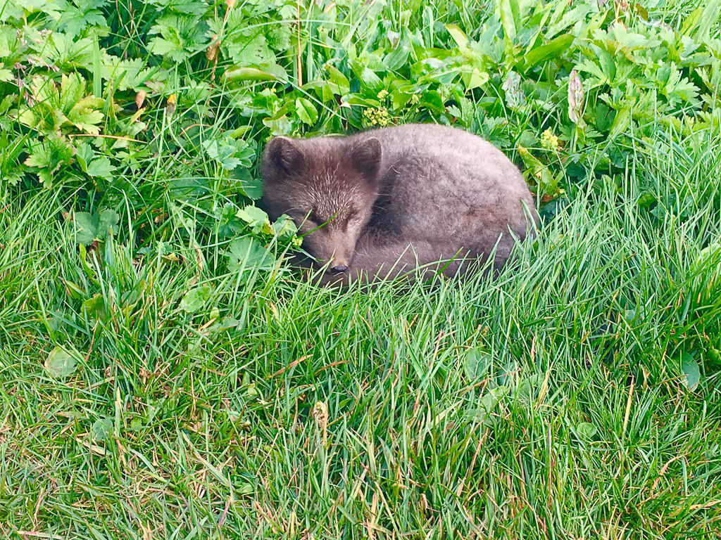 Arctic fox curled up in green tundra grass during Midnight Sun wildlife tour, perfect for summer spotting