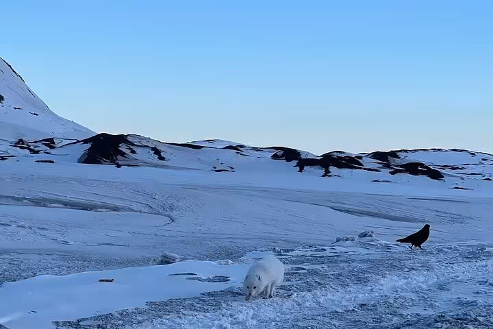 Arctic fox and raven on icy landscape during Silver Circle full-day tour from Reykjavik