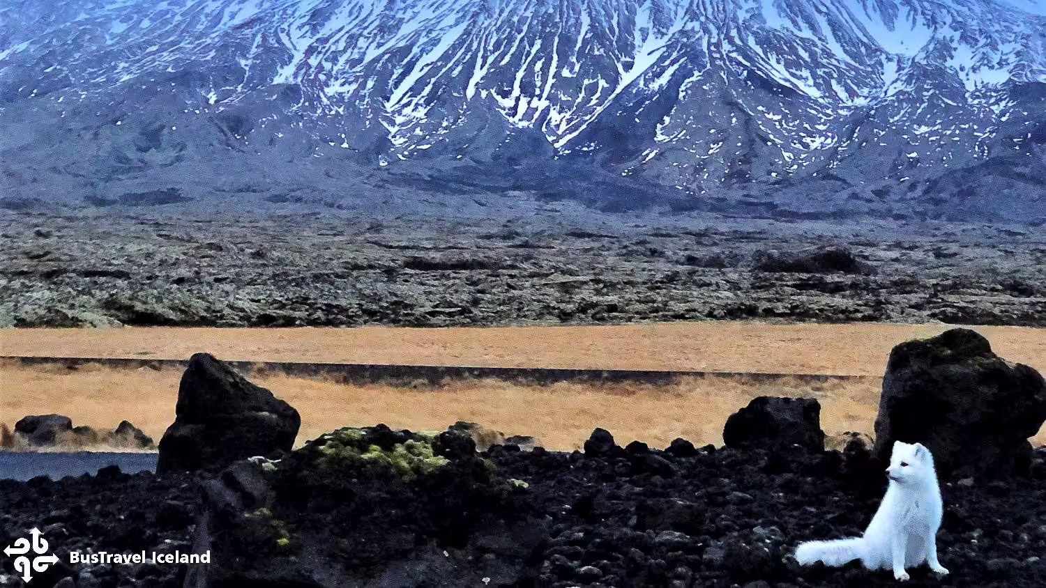White Arctic fox sitting on black lava rocks with snow-capped Snæfellsjökull glacier volcano in background, Iceland