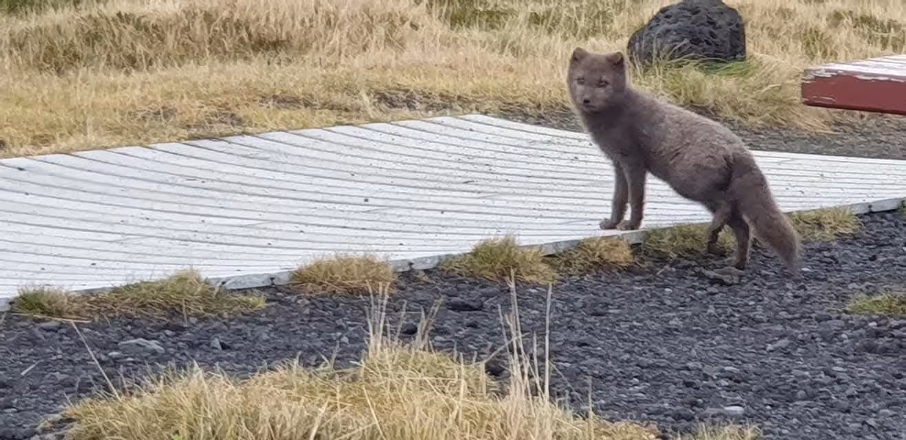 Arctic fox standing on a wooden boardwalk in Snaefellsnes Peninsula, Iceland