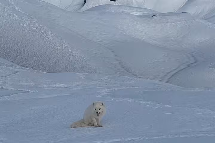 Arctic fox sitting in snow on Snaefellsnes Peninsula, Iceland