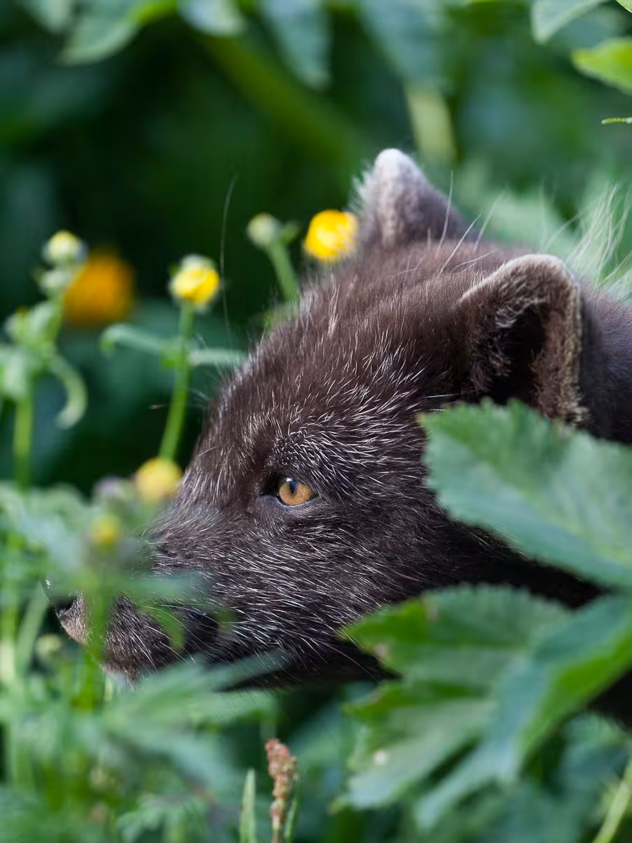 Close-up of an Arctic fox in summer coat hiding in wildflowers on the Hesteyri wildlife and heritage tour