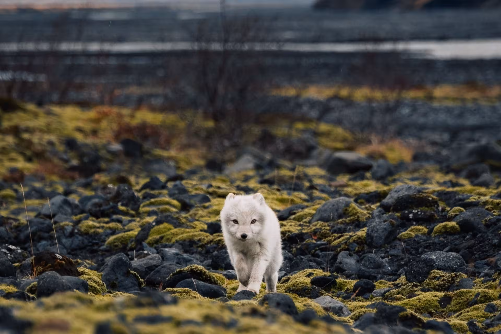 White arctic fox walking over mossy volcanic rocks in Thorsmork Nature Reserve Iceland