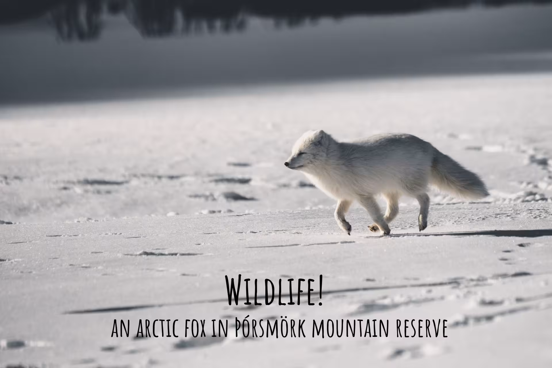 Arctic fox trotting across snowy landscape in Þórsmörk Mountain Reserve, South Iceland