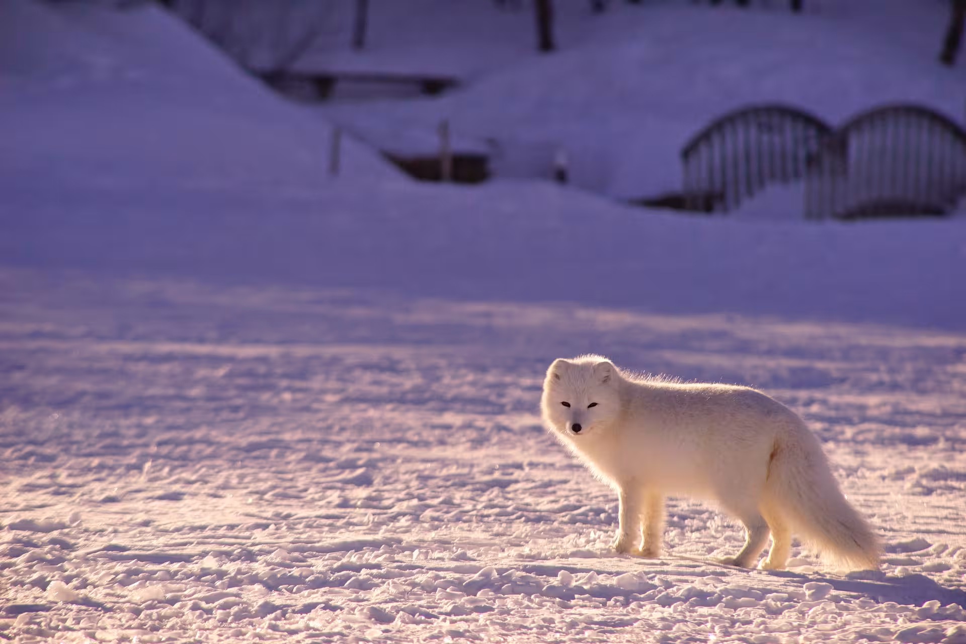 Arctic fox standing on snow-covered ground in winter landscape near Thorsmork, Iceland