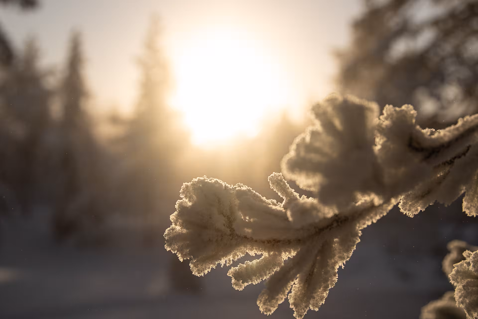 Frost-covered branch illuminated by golden Arctic sunrise in Rovaniemi wilderness.
