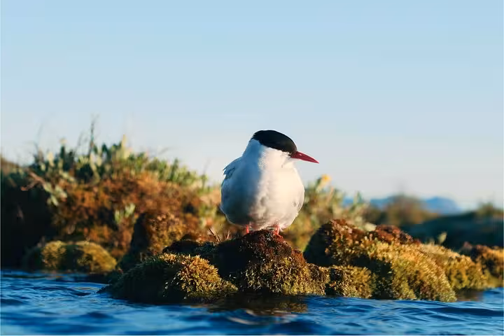 Arctic tern perched on moss-covered rocks along the Westfjords coastline in Iceland