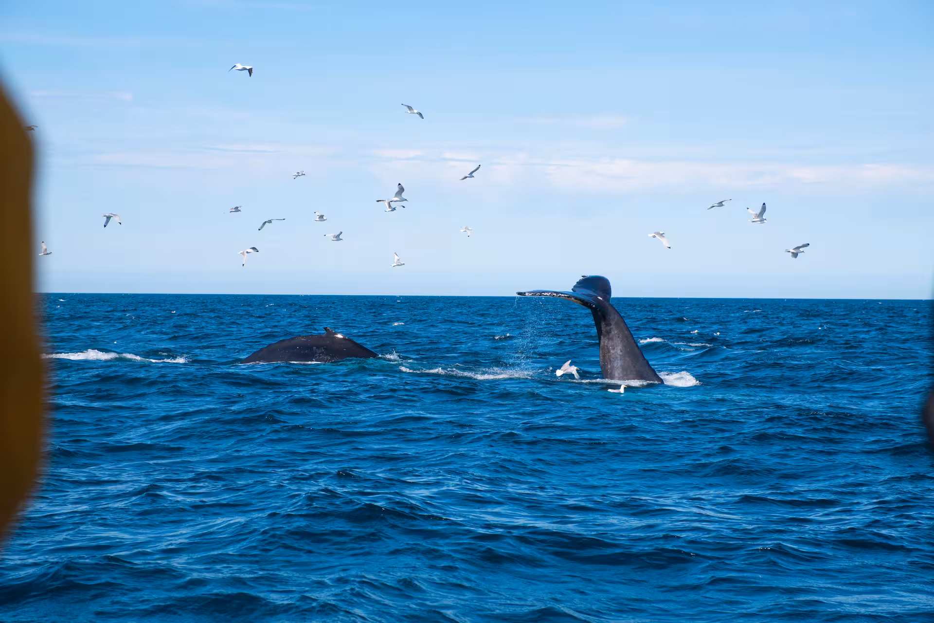 Whale surfacing in the ocean during a Reykjavík whale watching trip
