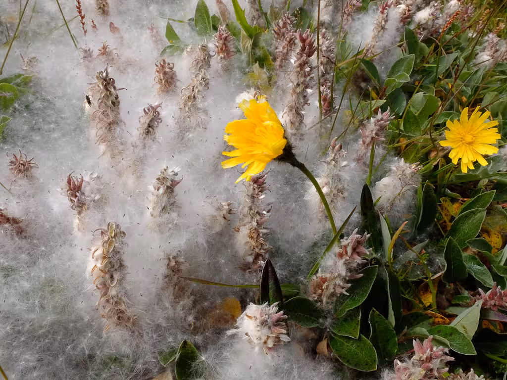 Arctic wildflowers and cotton grass on tundra trail, nature detail from Solar Eclipse Hike adventure