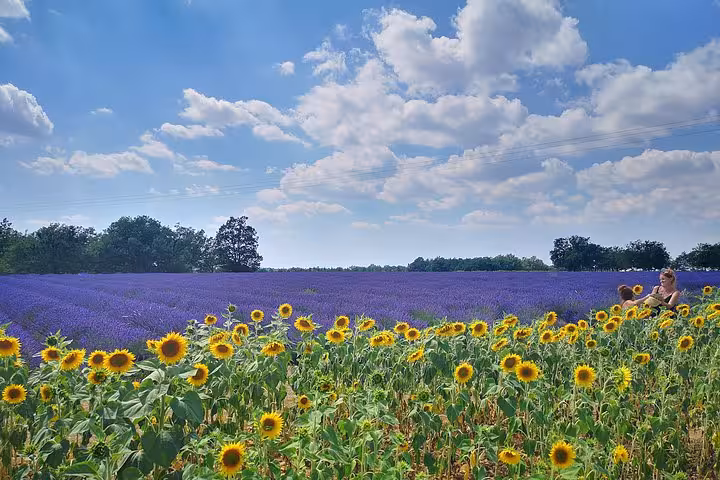 Sunflowers and lavender fields in Provence, scenic stop on an Arles private day trip to Luberon villages