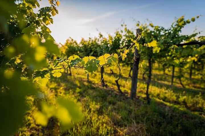 Vibrant vineyard under sunny skies on the scenic Arrábida and Comporta wine tour from Lisbon.