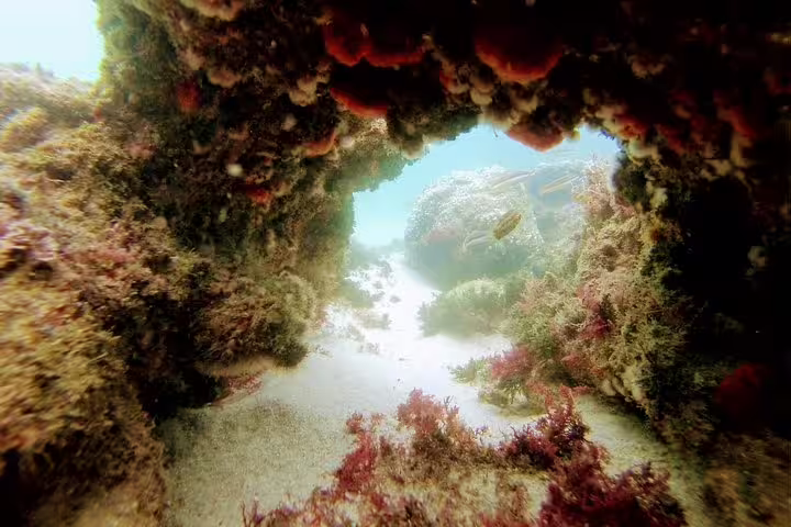 Explore vibrant marine life and underwater caves in Arrábida's crystal-clear waters with our snorkeling and wine tour adventure.