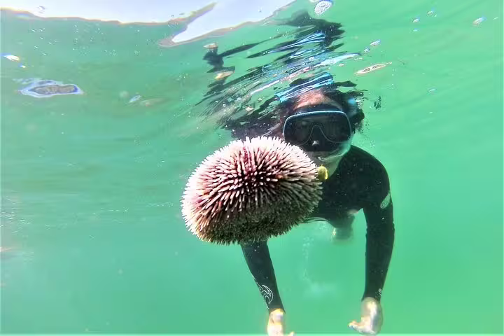 Snorkeler explores Arrábida's vibrant underwater world, highlighting sea urchins during the Arrábida Snorkeling & Wine tour.