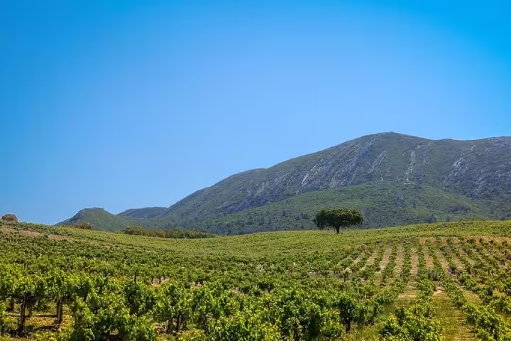 Scenic vineyard with lush greenery and a backdrop of Arrábida mountains under a clear blue sky, perfect for wine tours.