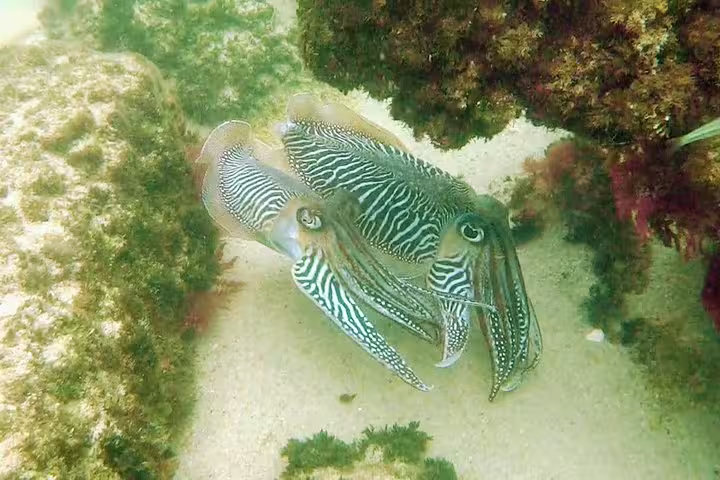 Colorful cuttlefish swim among vibrant coral reefs during an Arrábida snorkeling adventure, accessible via Lisbon transfer.