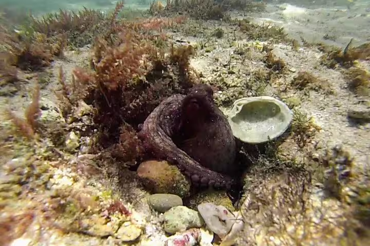 Octopus hiding among rocks and seaweed during Arrábida snorkeling adventure, showcasing marine life beauty near Lisbon.