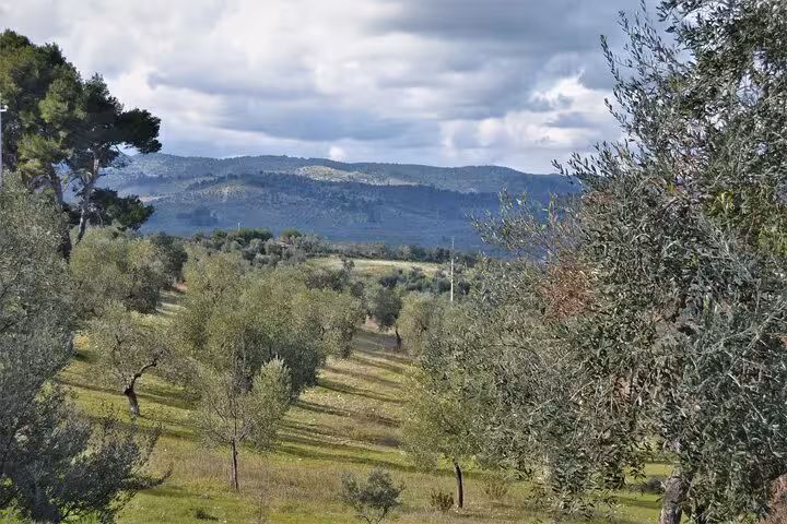 Scenic view of lush olive groves under a cloudy sky in Vieste, perfect for olive oil soap production.