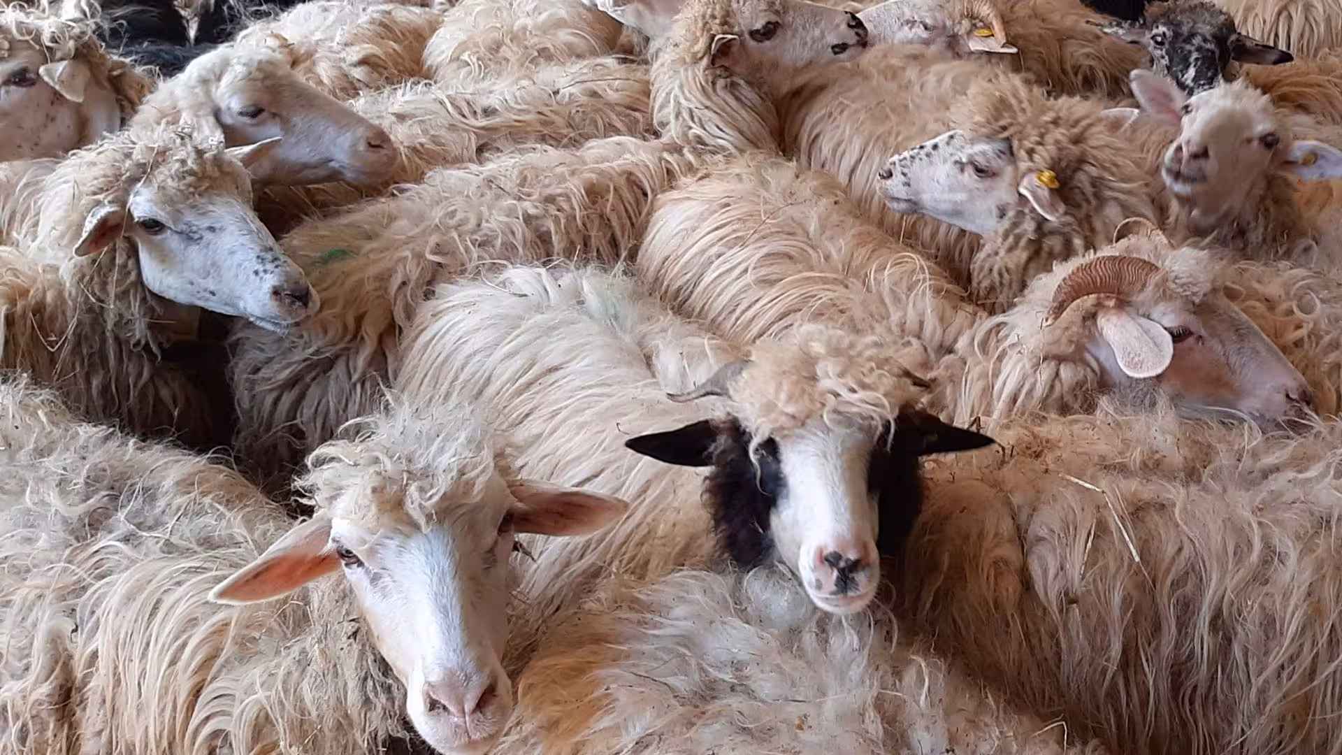 A cluster of fluffy sheep in a barn at Arzana farm, showcasing authentic Sardinian pastoral life.