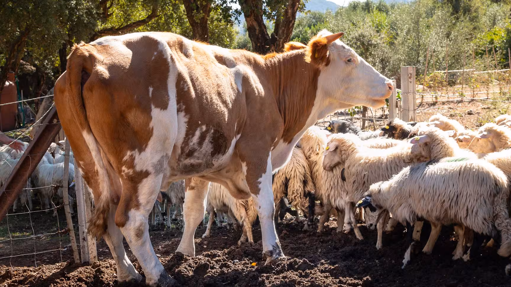 A cow and flock of sheep grazing in a sunny Sardinian farm, showcasing rural life during the Arzana farm tour.