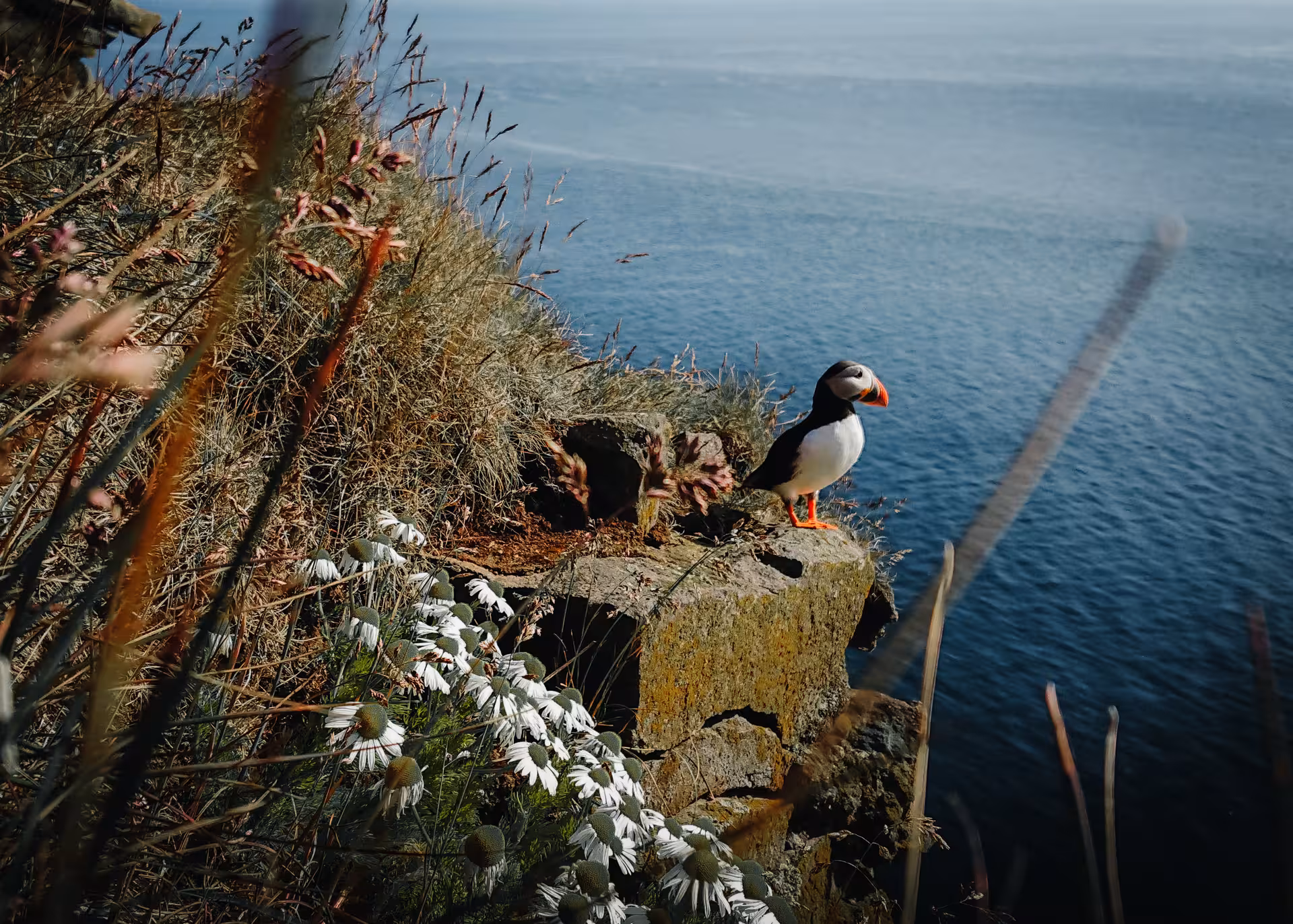 Atlantic puffin on rocky cliff above the sea, wildlife stop on a private Diamond Circle tour in North Iceland