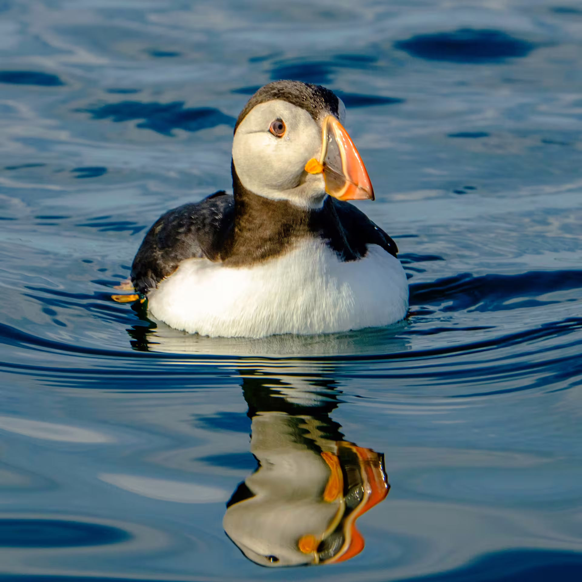 Atlantic puffin floating on calm blue water with its colorful orange beak visible and reflection below