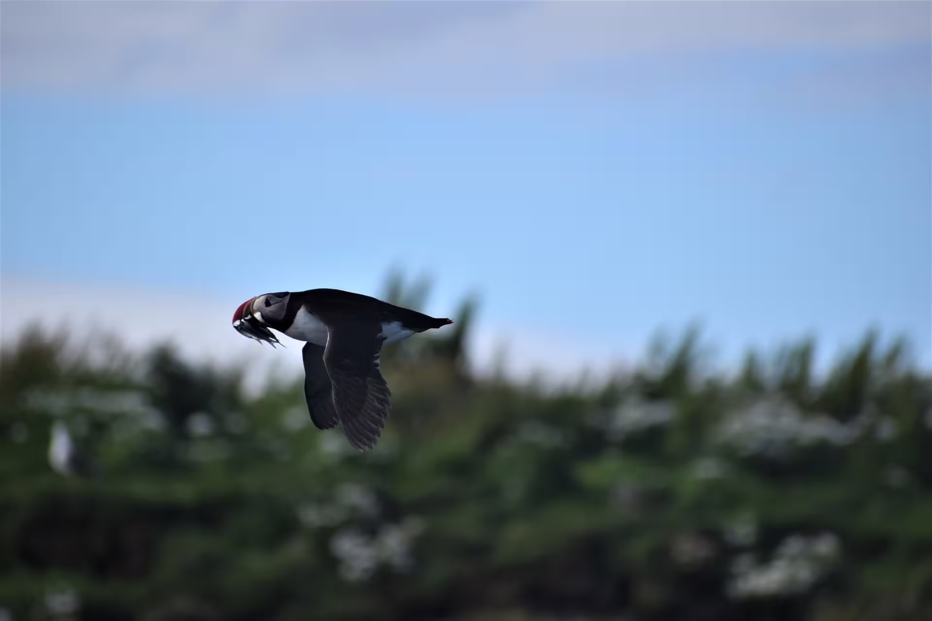 Atlantic puffin in flight carrying fish near Iceland island on scenic Reykjavik puffin watching boat tour
