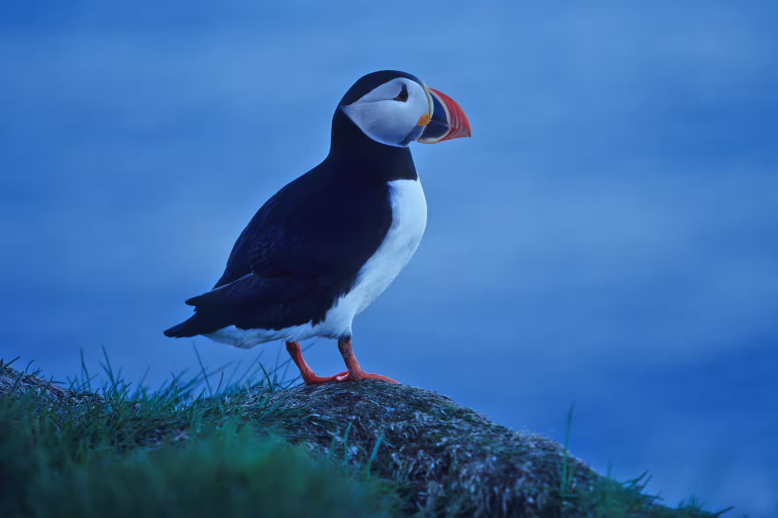 Atlantic puffin standing on a grassy cliff in Iceland at dusk